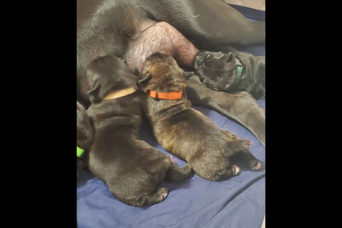Cane Corso Puppies breeder image 1