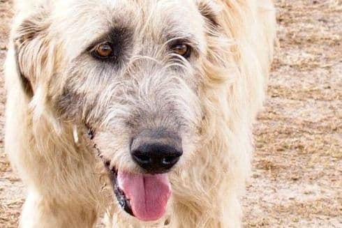 Irish Wolfhound Puppies breeder image 7