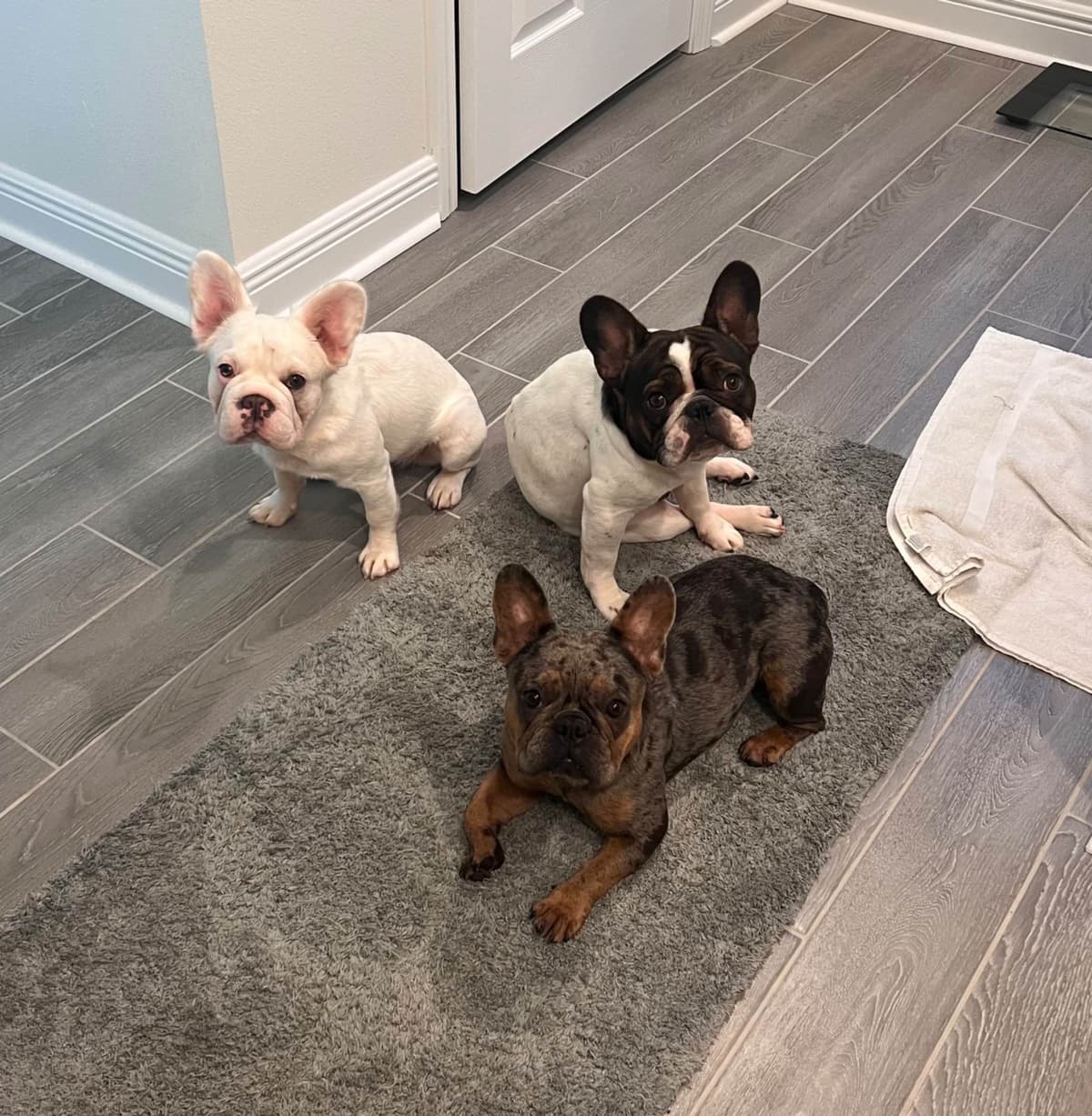 Adorable AKC French Bulldog Puppies breeder image 1