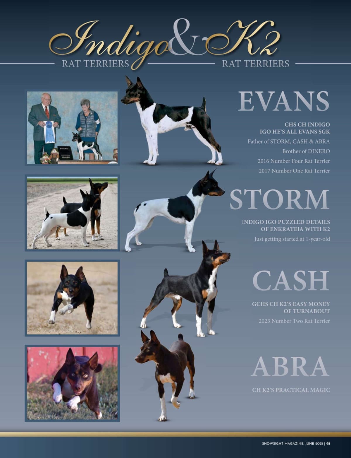 Rat Terrier Puppies breeder image 8