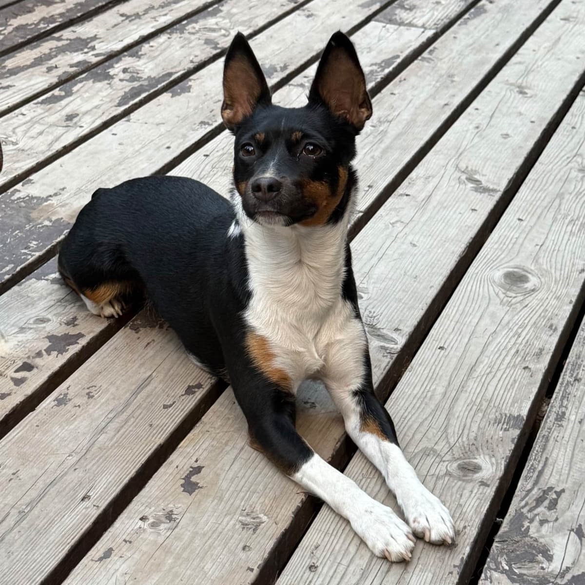 Rat Terrier Puppies breeder image 13