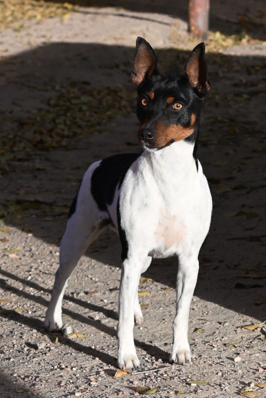 Rat Terrier Puppies breeder image 27