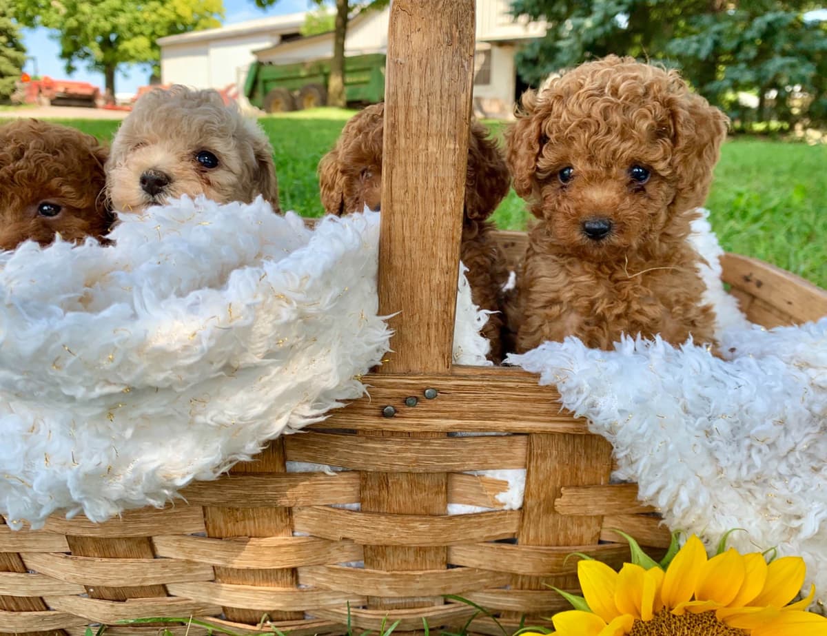 Beautiful❤️🐾Havanese Puppies🐾Call 717-824-1336 breeder image 17