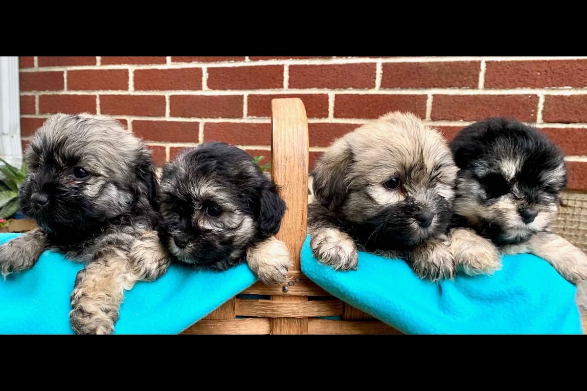 Beautiful❤️🐾Havanese Puppies🐾Call 717-824-1336 breeder image 30