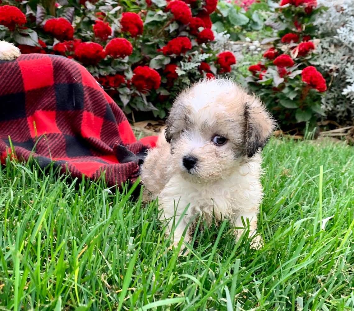 Beautiful❤️🐾Havanese Puppies🐾Call 717-824-1336 breeder image 37