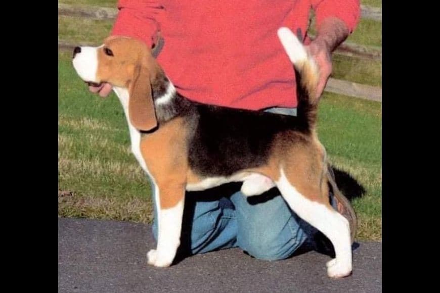 Beagle Puppies breeder image 6