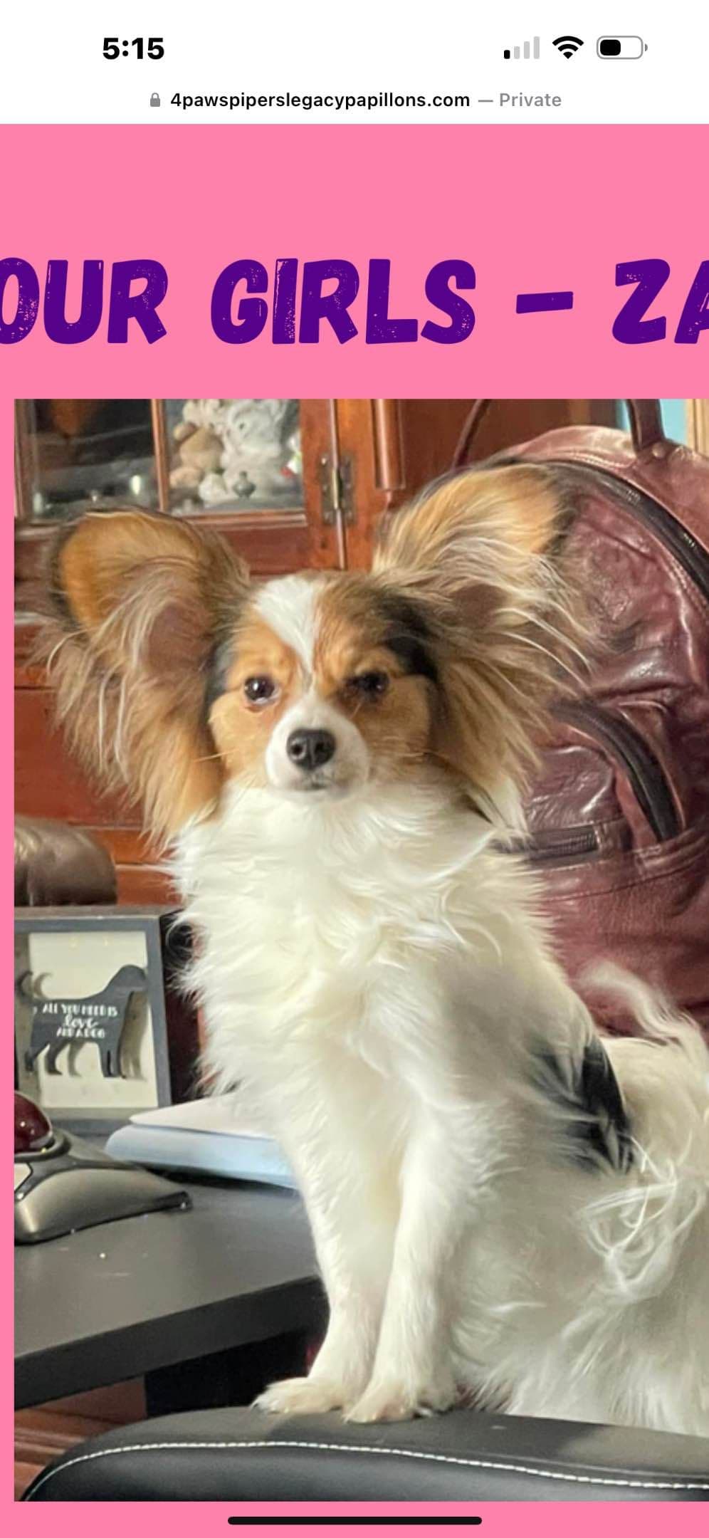 Papillon Puppies breeder image 3
