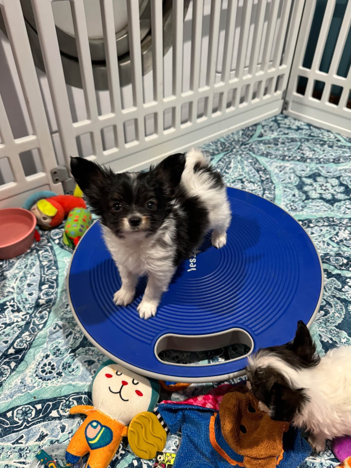 Papillon Puppies breeder image 17