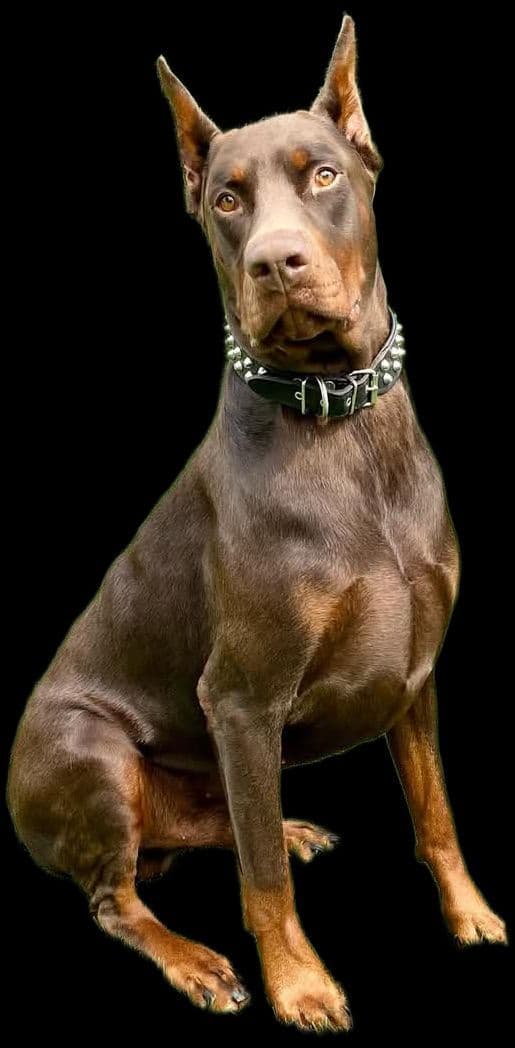 AKC European Doberman Pinscher Puppies breeder image 3