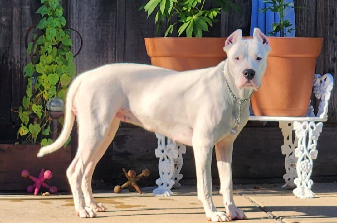 Dogo Argentino Puppies breeder image 29