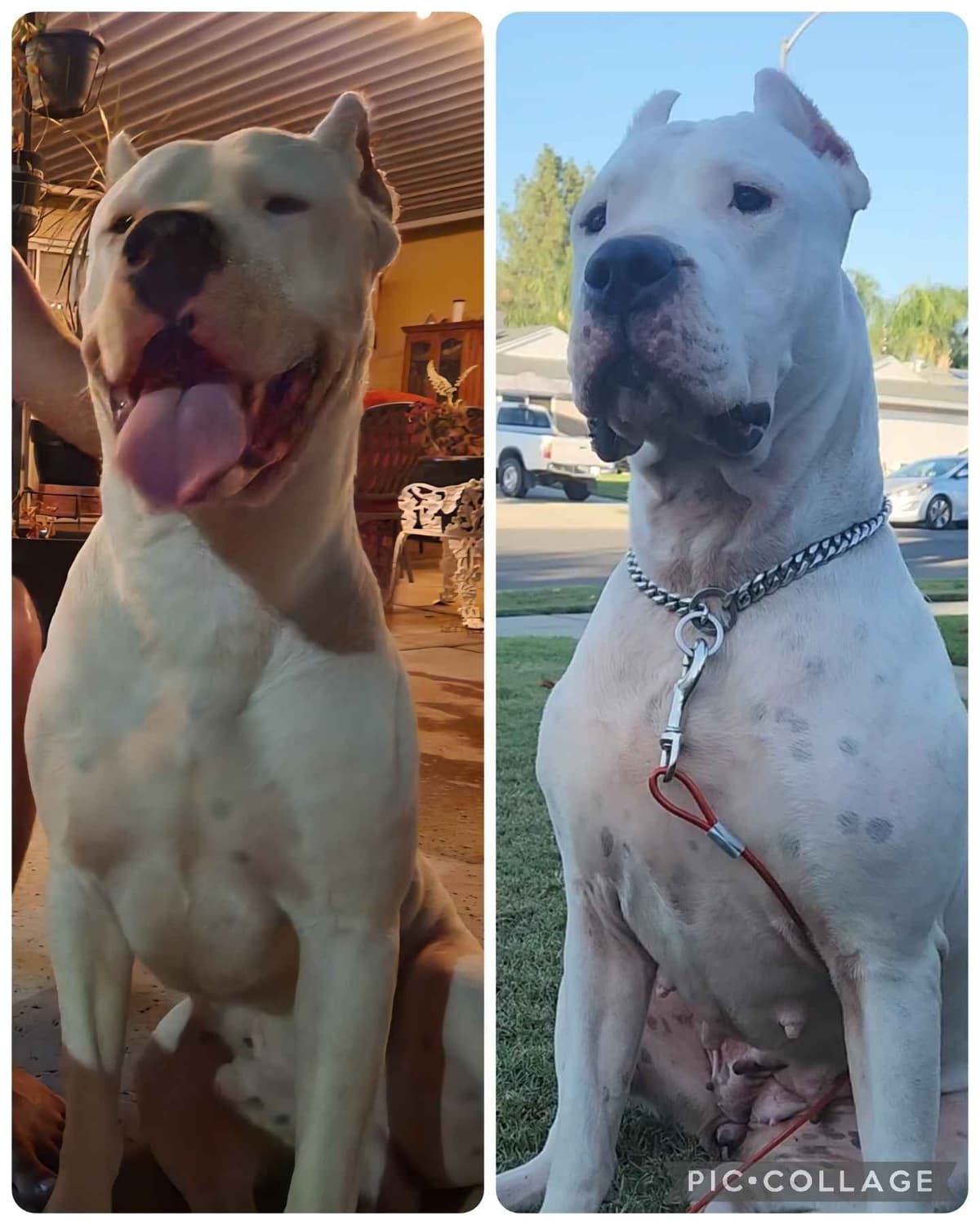 Dogo Argentino Puppies breeder image 12