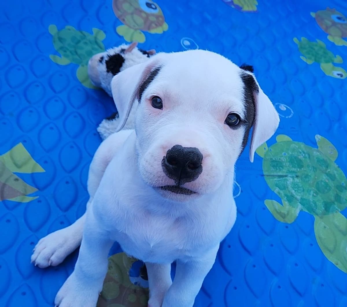 Dogo Argentino Puppies breeder image 1