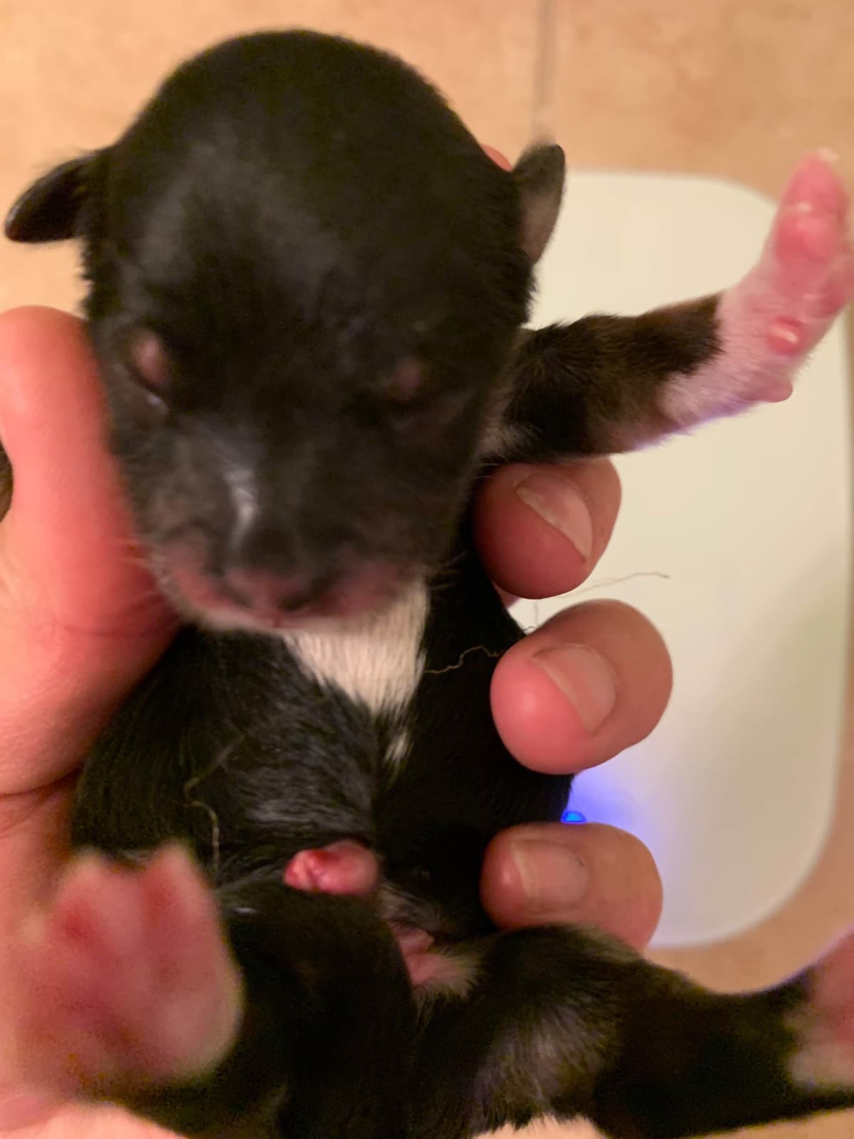 Yorkshire Terrier Puppies parti small sizes breeder image 1