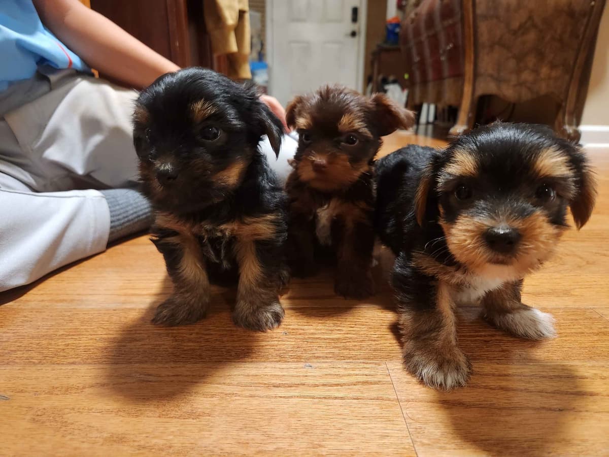Yorkshire Terrier Puppies parti small sizes breeder image 8