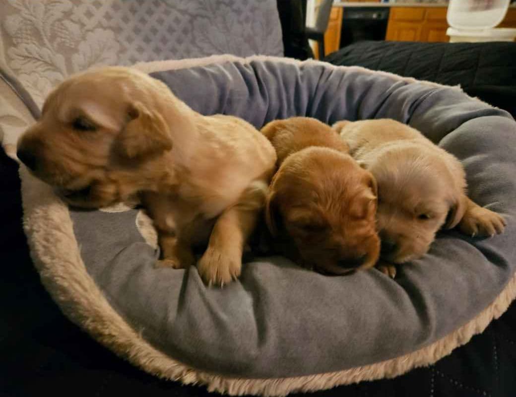 Golden Retriever Puppies breeder image 2