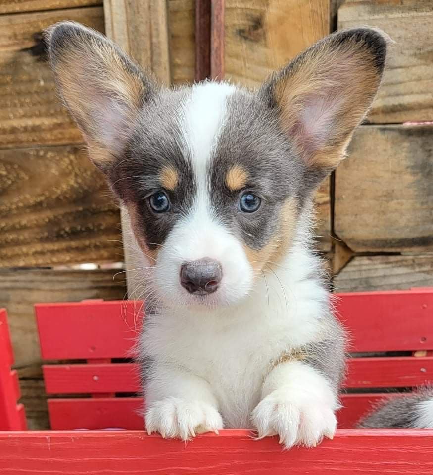 Pembroke Welsh Corgi Puppies breeder image 15