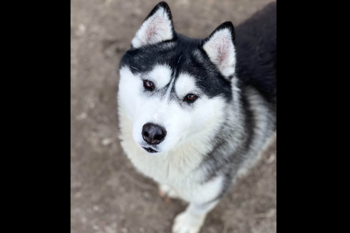 ANTLER CREEK SIBERIANS breeder image 13