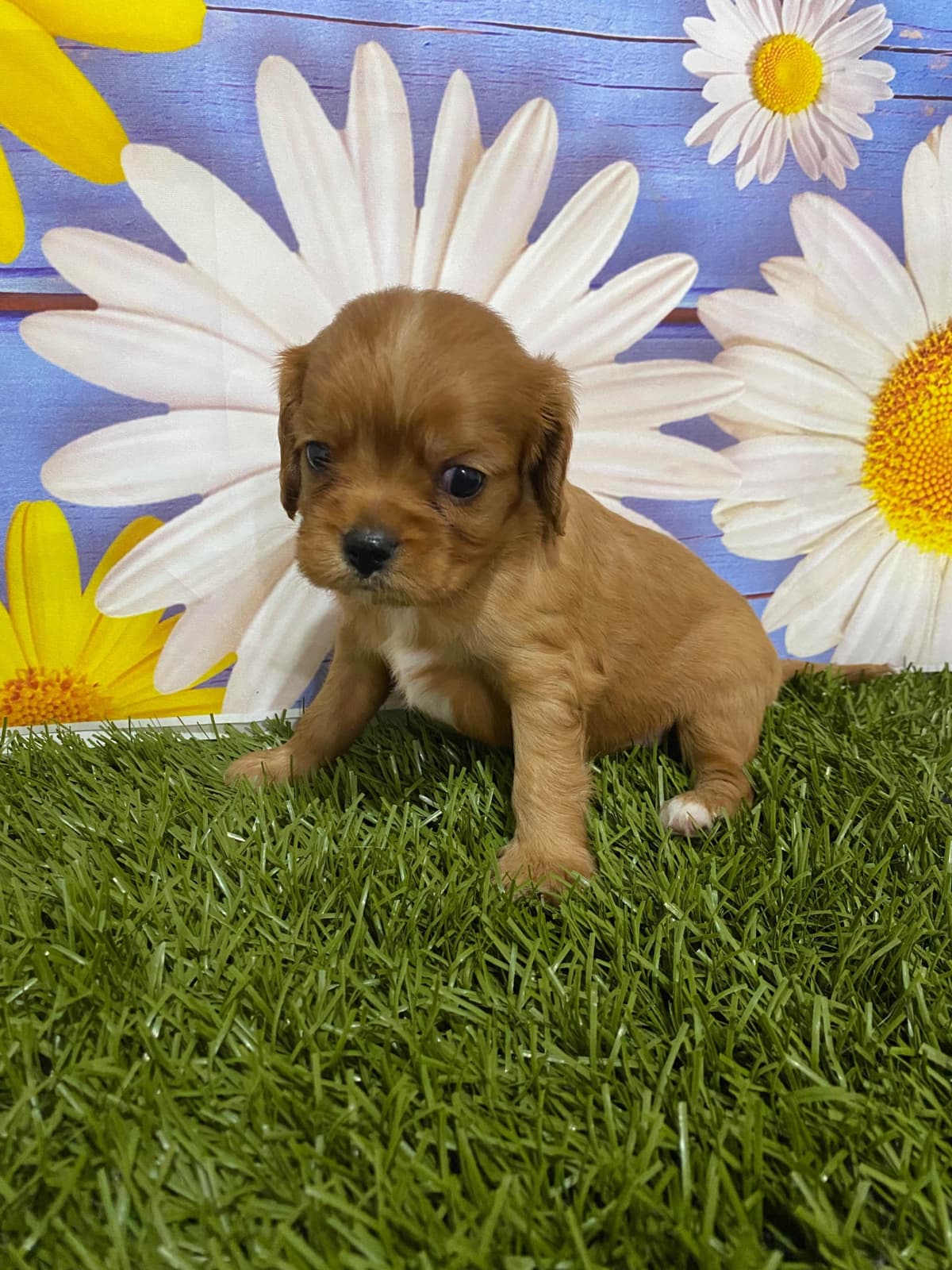 Cavalier King Charles Spaniel Puppies breeder image 5