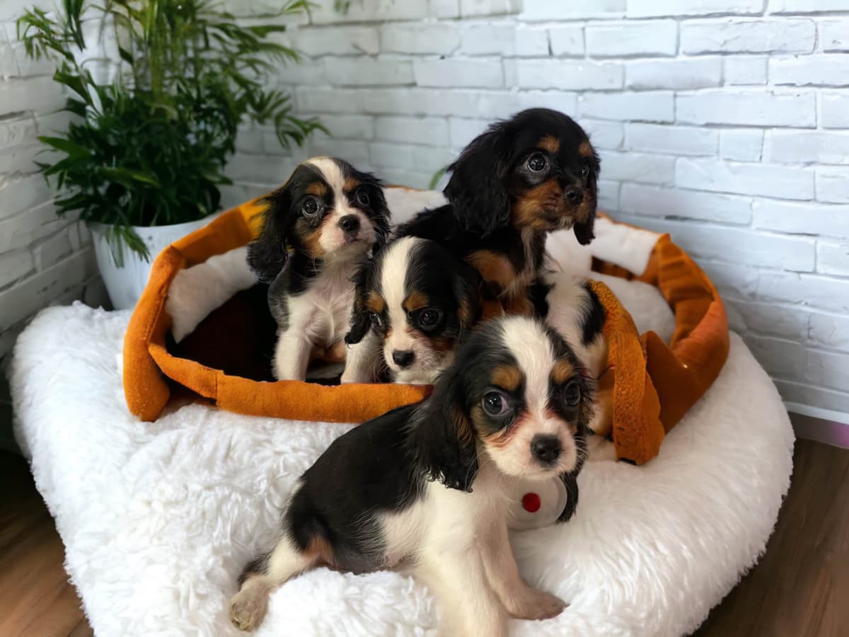 Cavalier King Charles Spaniel Puppies breeder image 15