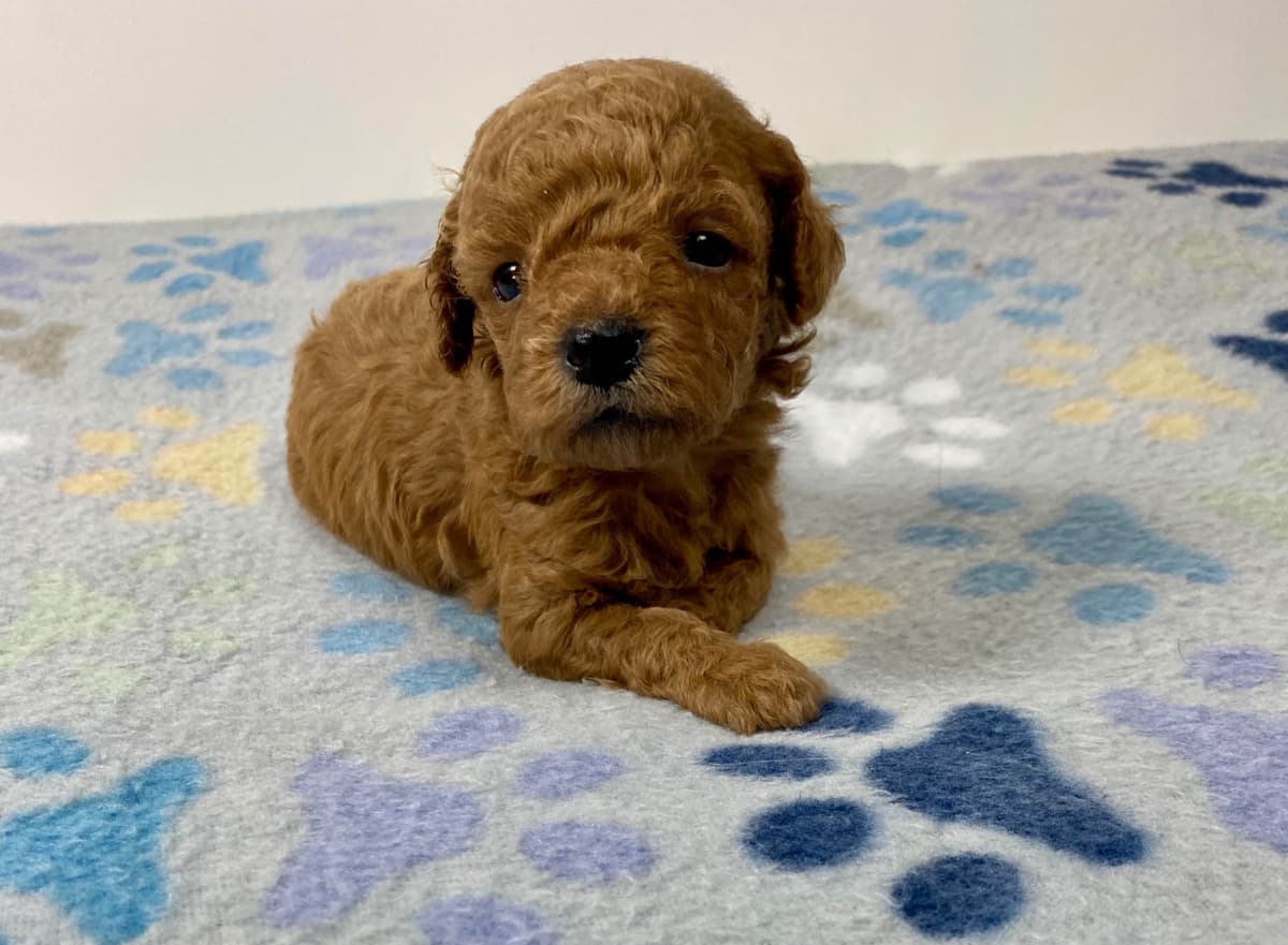Cavalier King Charles Spaniel Puppies breeder image 17