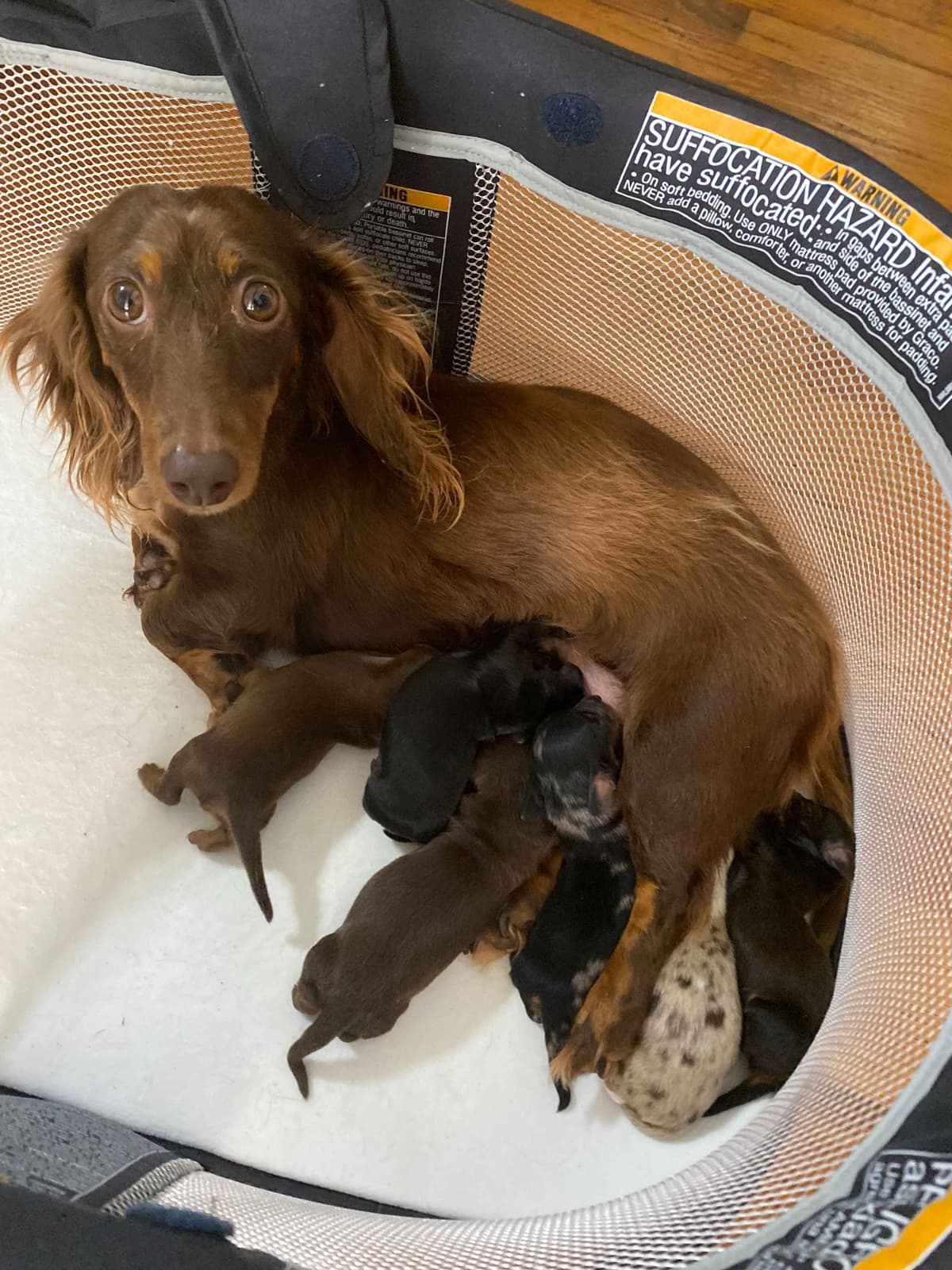 Dachshund Puppies breeder image 4