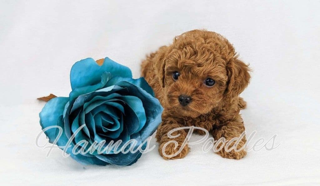 Gorgeous Red Female Tiny Toy Poodle Puppy breeder image 30