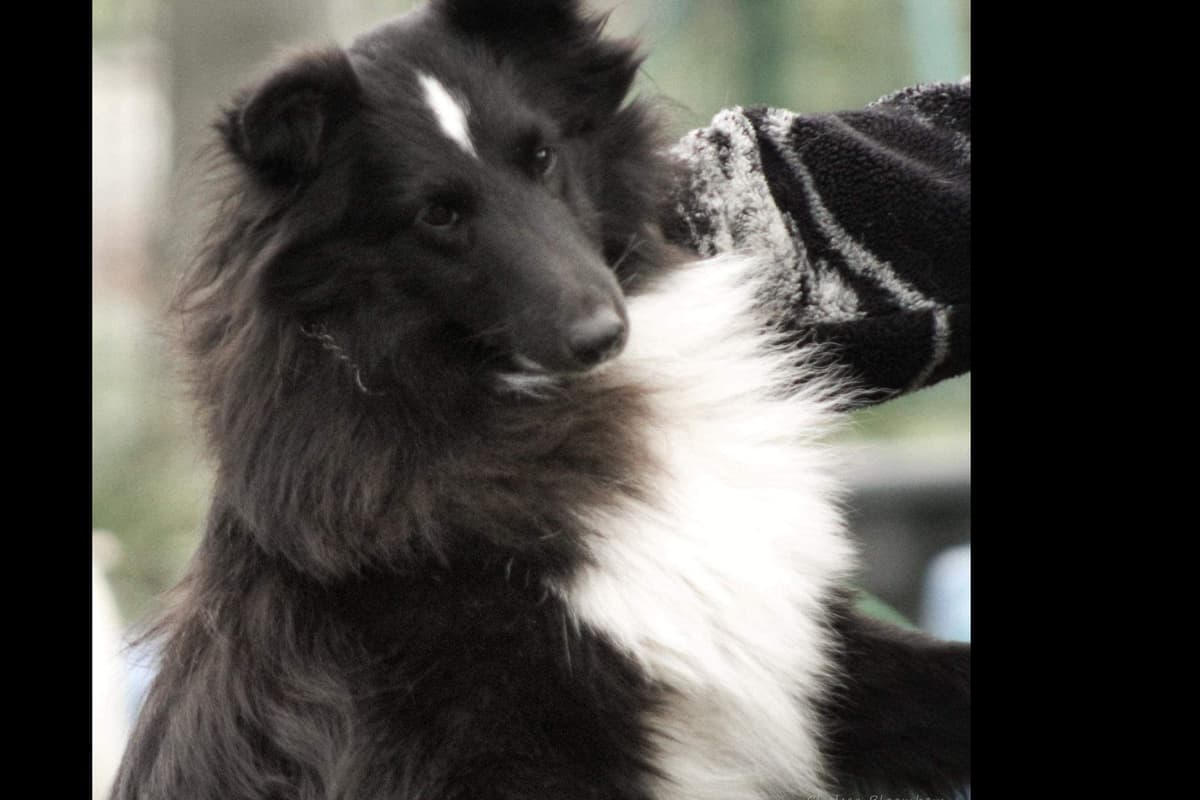 Shetland Sheepdog Puppies breeder image 6