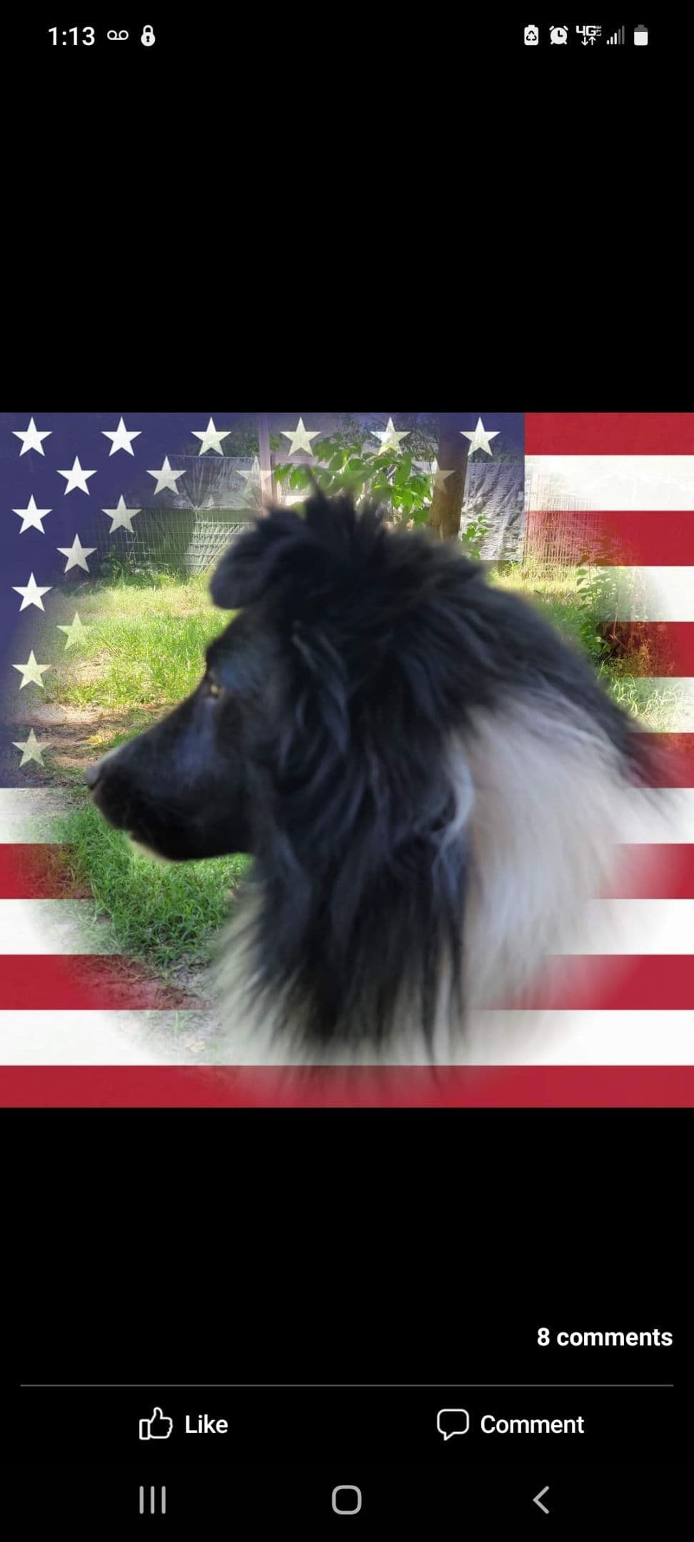 Shetland Sheepdog Puppies breeder image 8