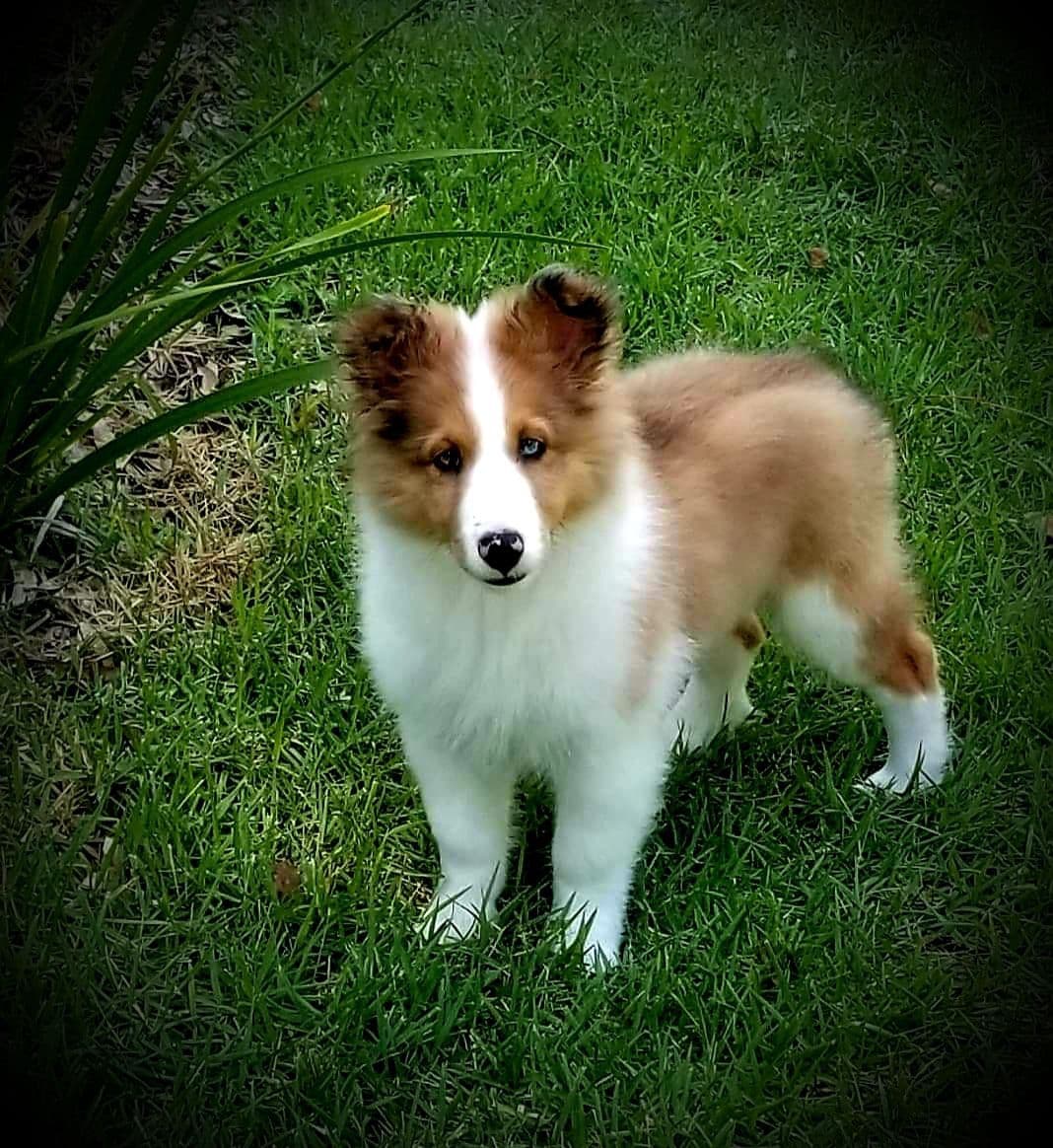 Shetland Sheepdog Puppies breeder image 13