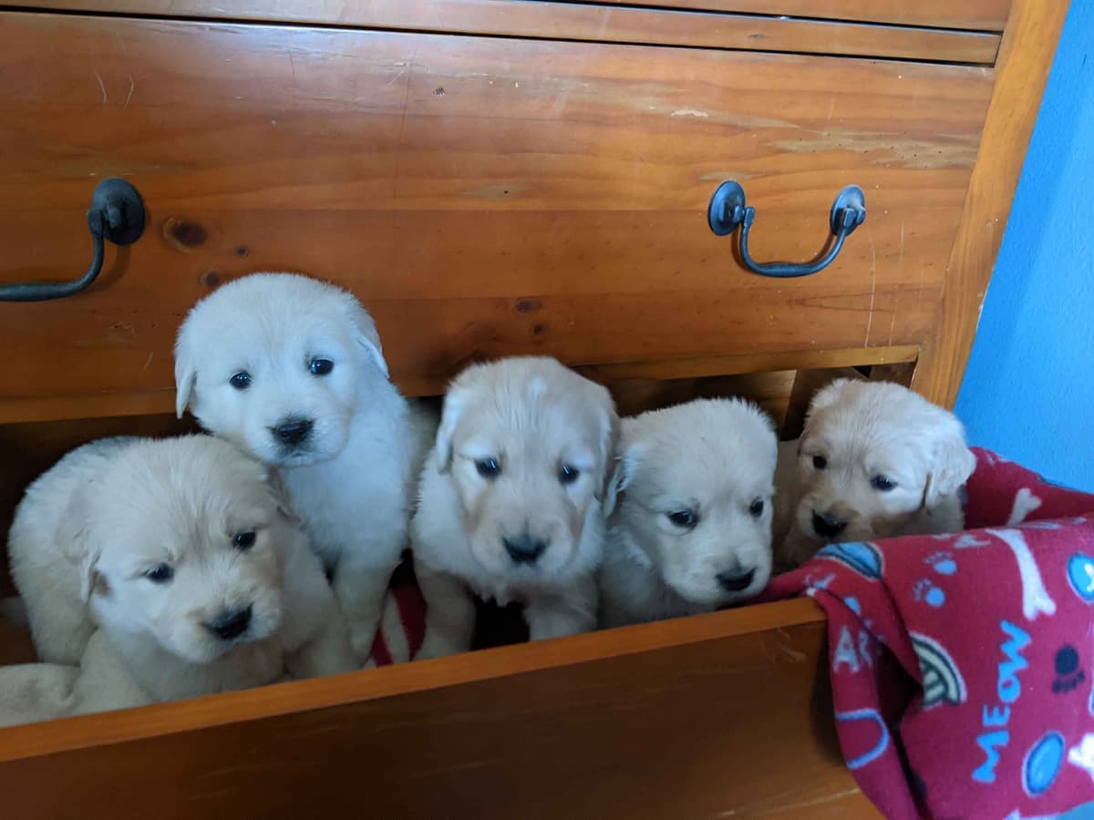 Golden Retriever Puppies breeder image 8