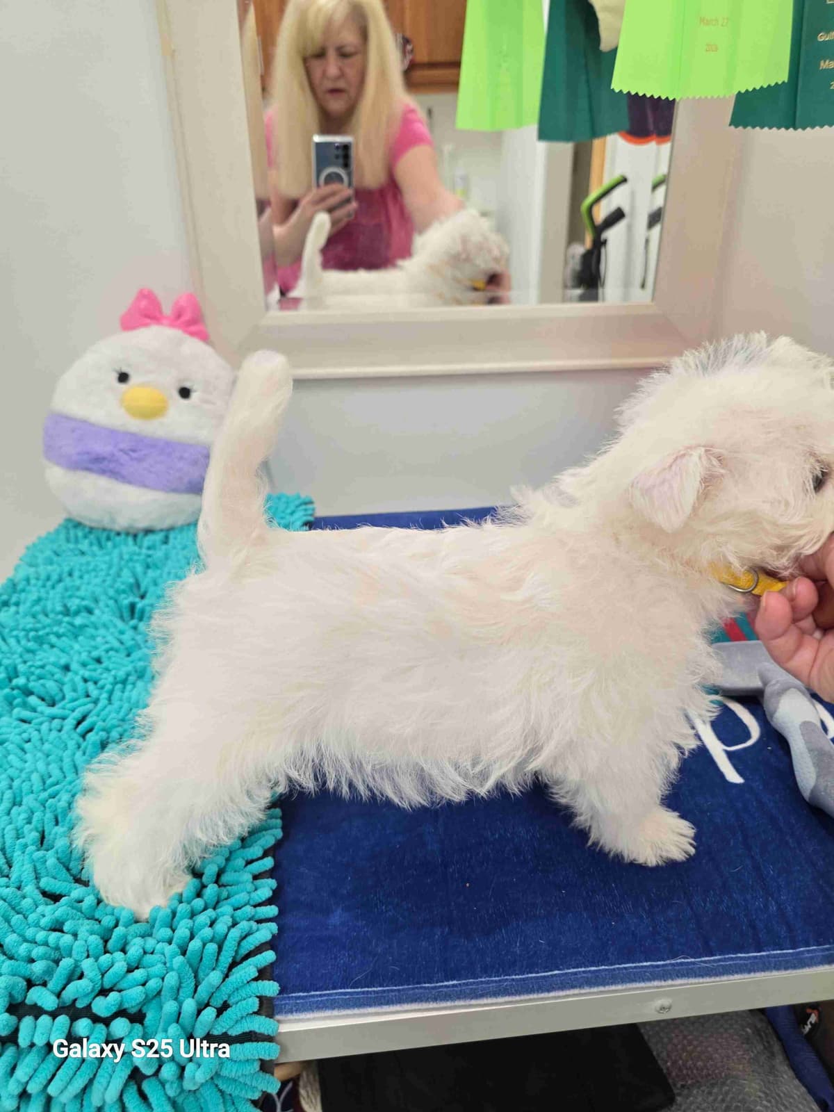 West Highland White Terrier Puppies breeder image 27