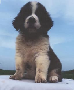 Kauffmans Saint Bernards