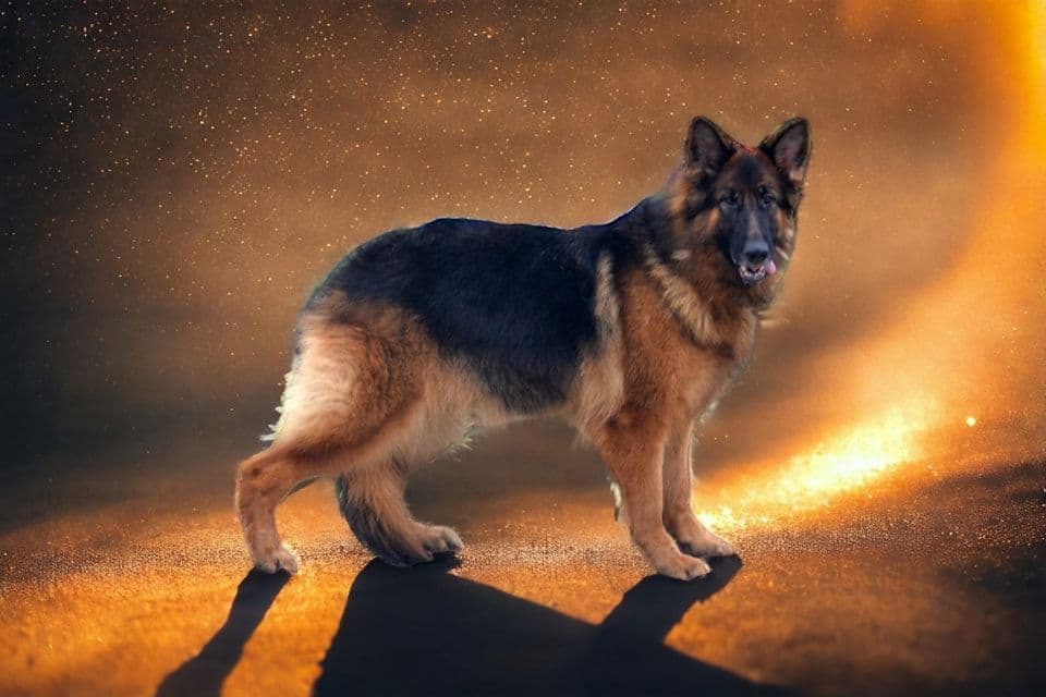 German Shepherd Dog Puppies breeder image 11