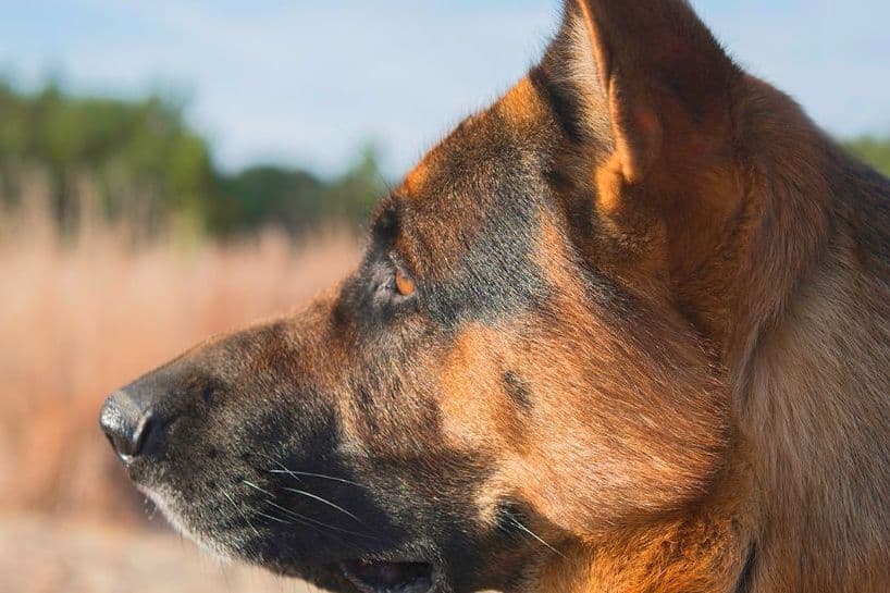 German Shepherd Dog Puppies breeder image 10