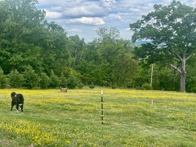 Anatolian Shepherd Dog Puppies breeder image 12