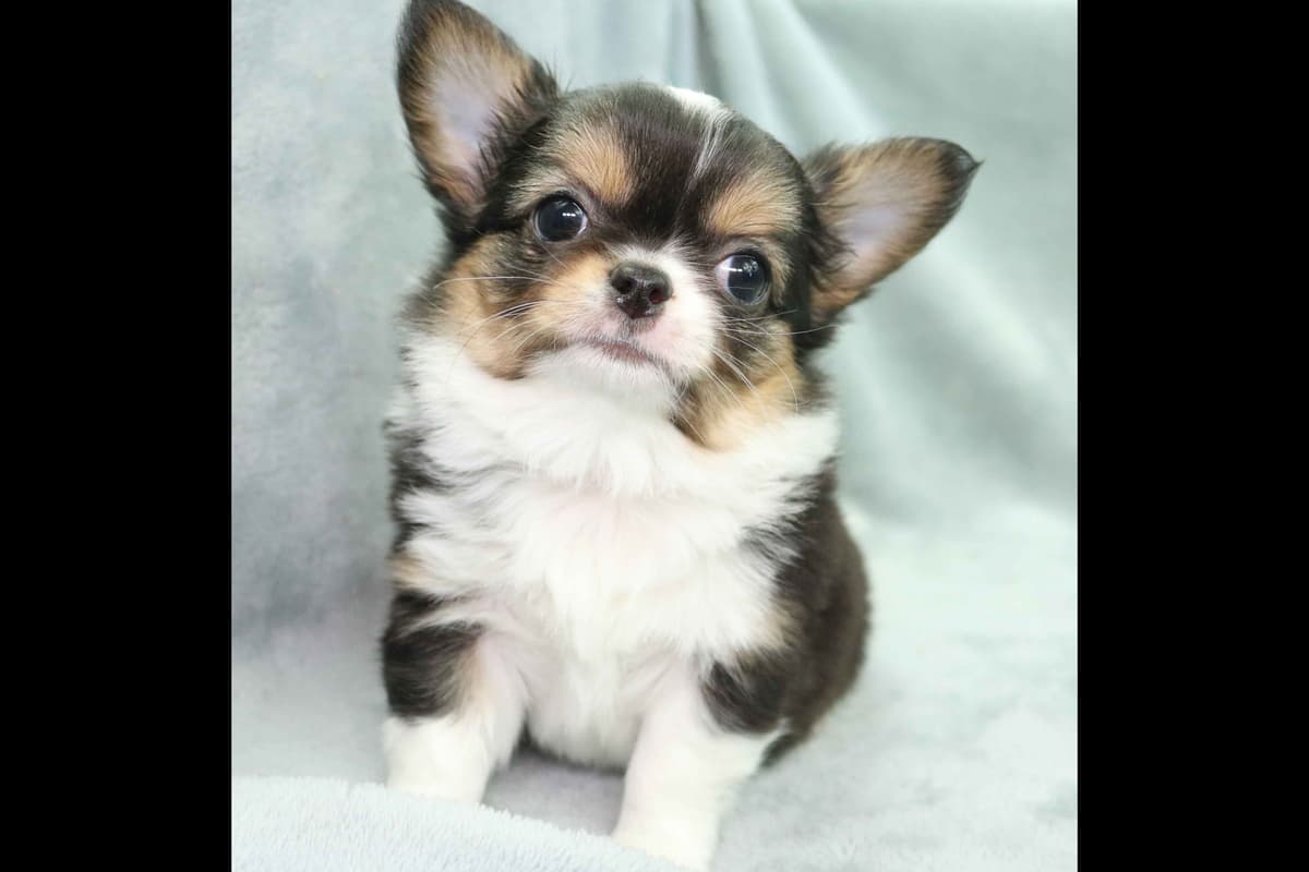 Chimney Mountain Chihuahua Puppies breeder image 3