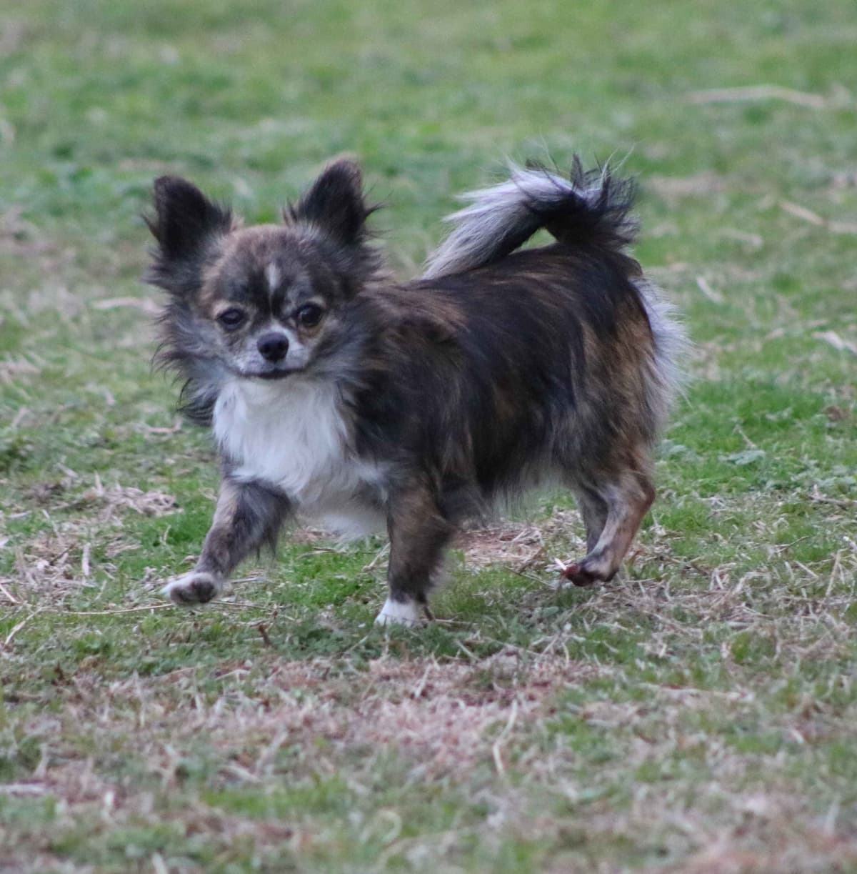 Chimney Mountain Chihuahua Puppies breeder image 10