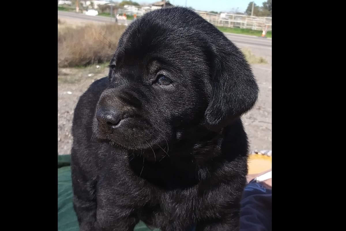 Beautiful Black Male Lab 602 423-0037 breeder image 7