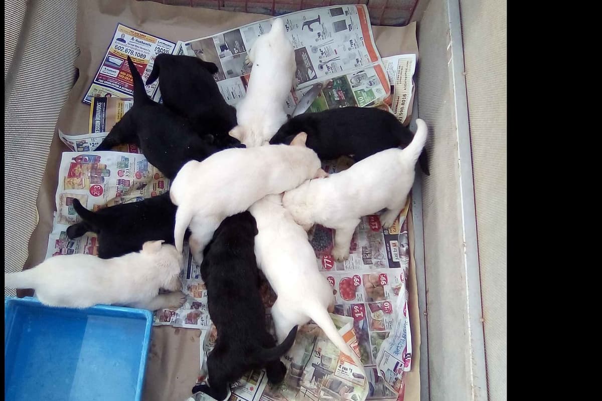 Beautiful Black Male Lab 602 423-0037 breeder image 9
