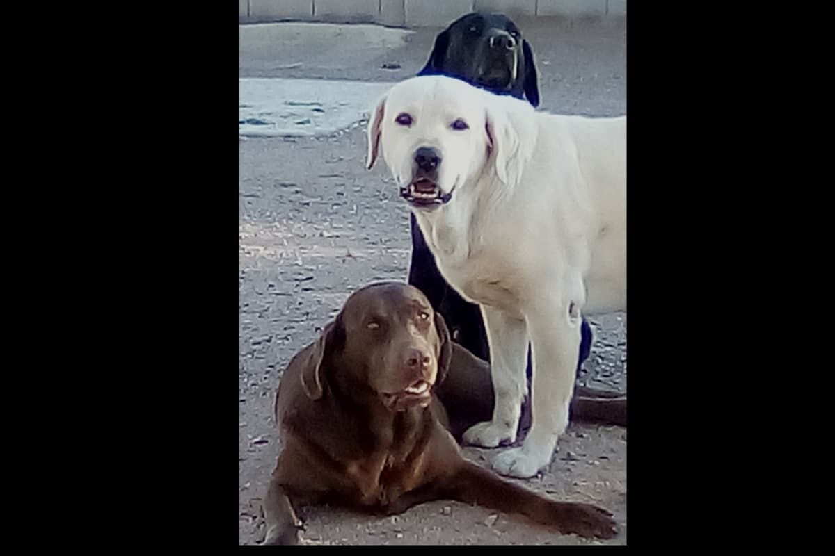Beautiful Black Male Lab 602 423-0037 breeder image 15