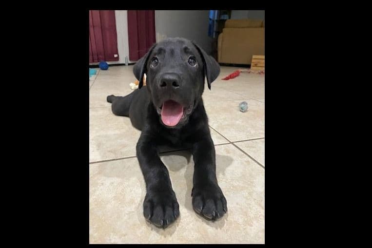 Beautiful Black Male Lab 602 423-0037 breeder image 67
