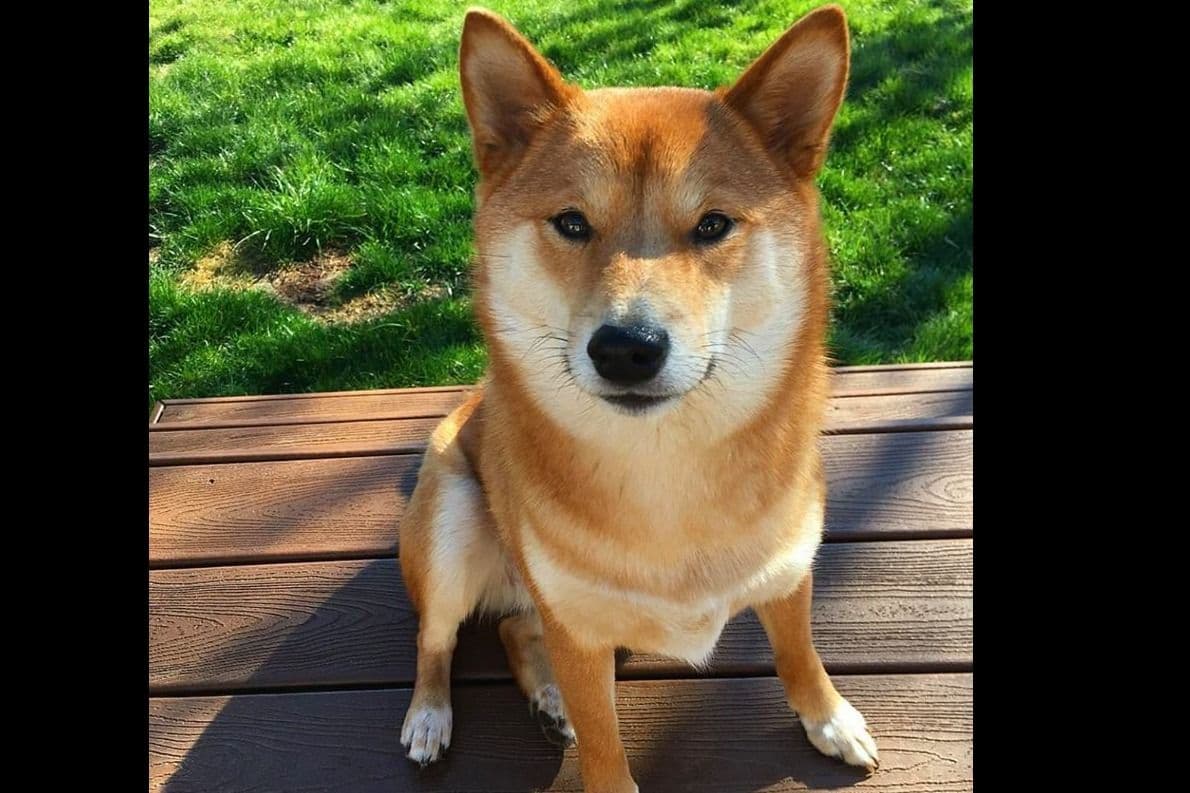 Shiba Inu Puppies breeder image 8