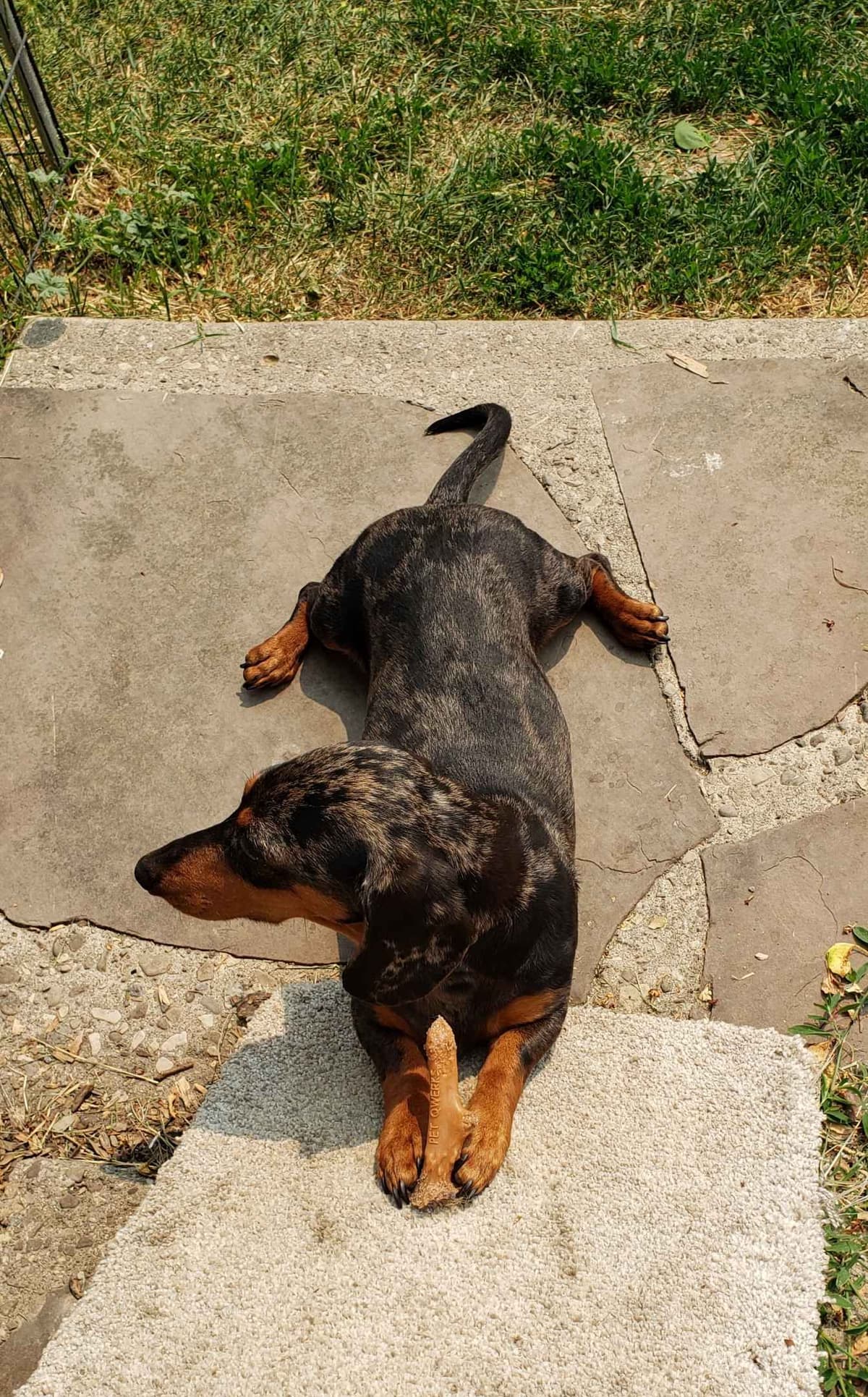 Mini Dachshund Puppies breeder image 5