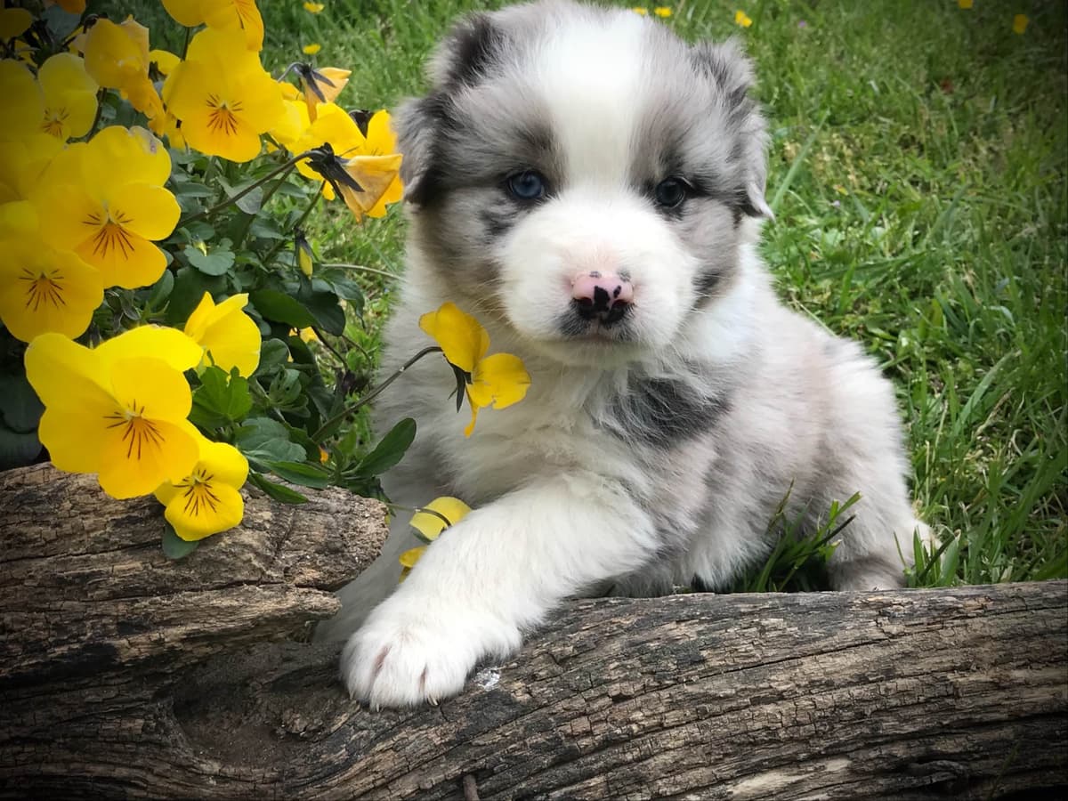 Australian Shepherd Puppies breeder image 22