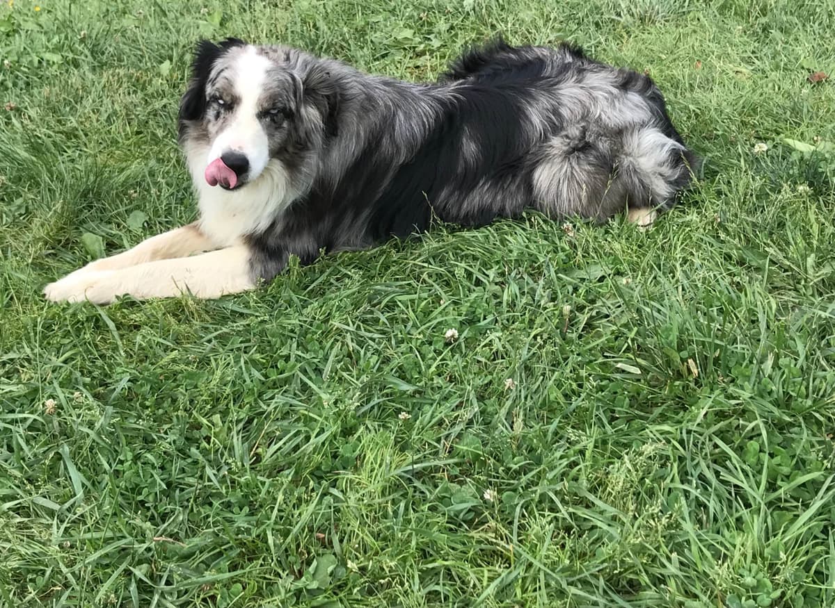 Australian Shepherd Puppies breeder image 27