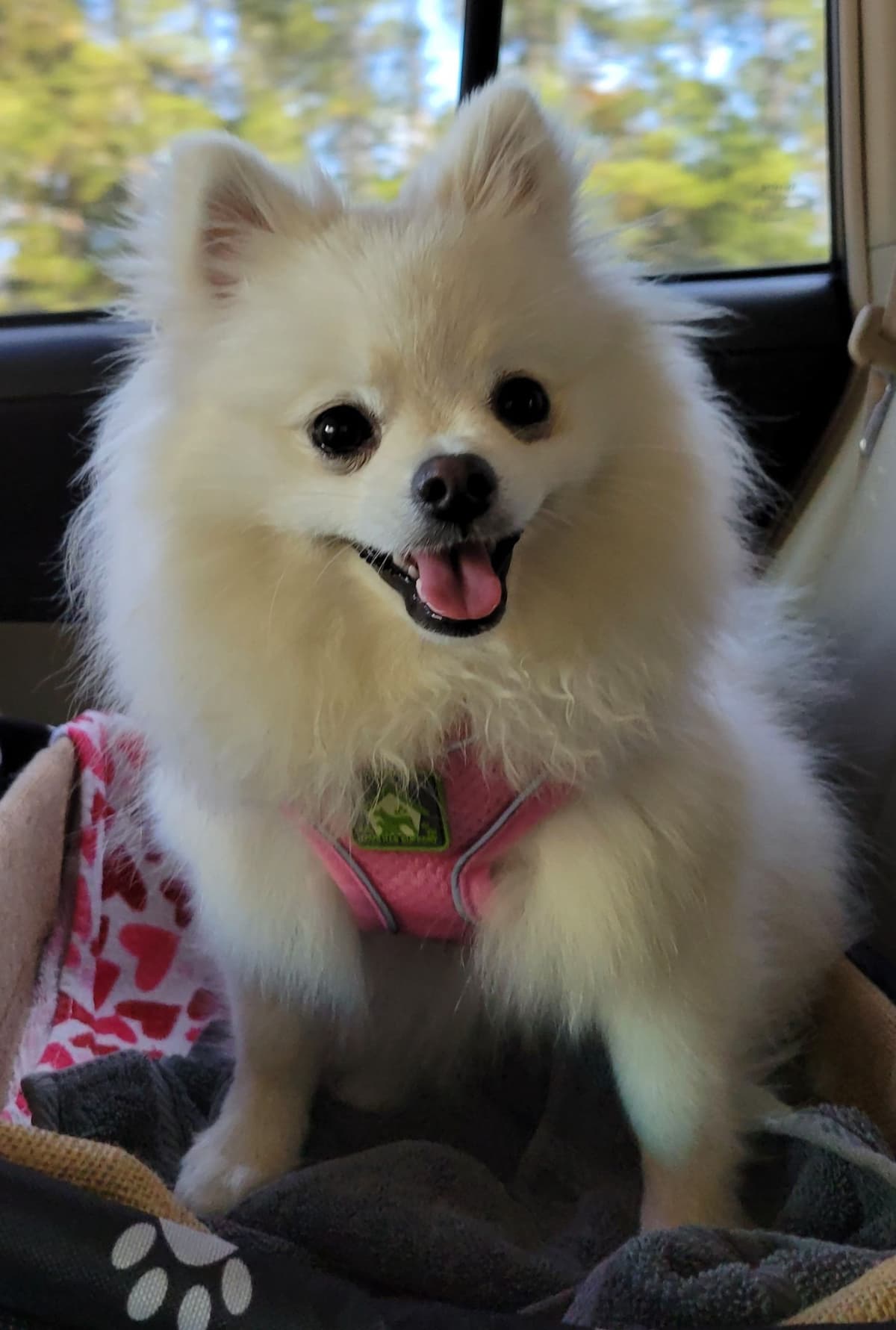 Pomeranian Puppies breeder image 6