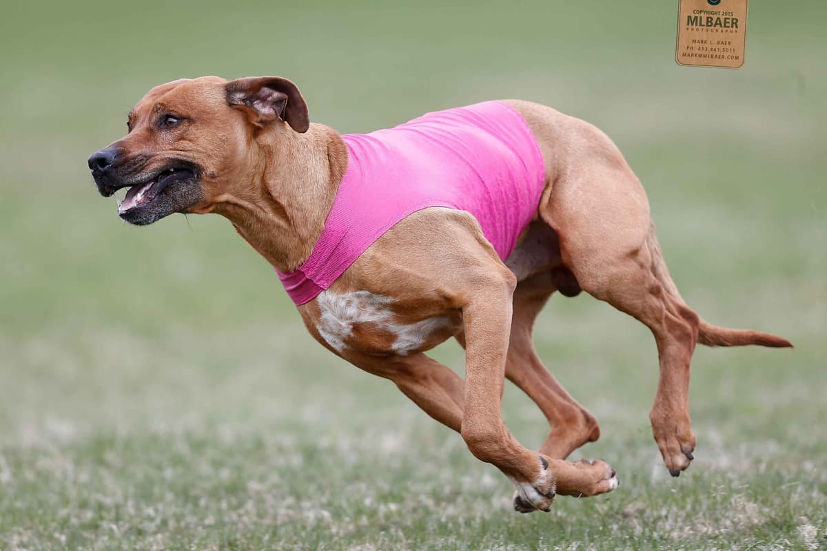 Rhodesian Ridgeback Puppies breeder image 7