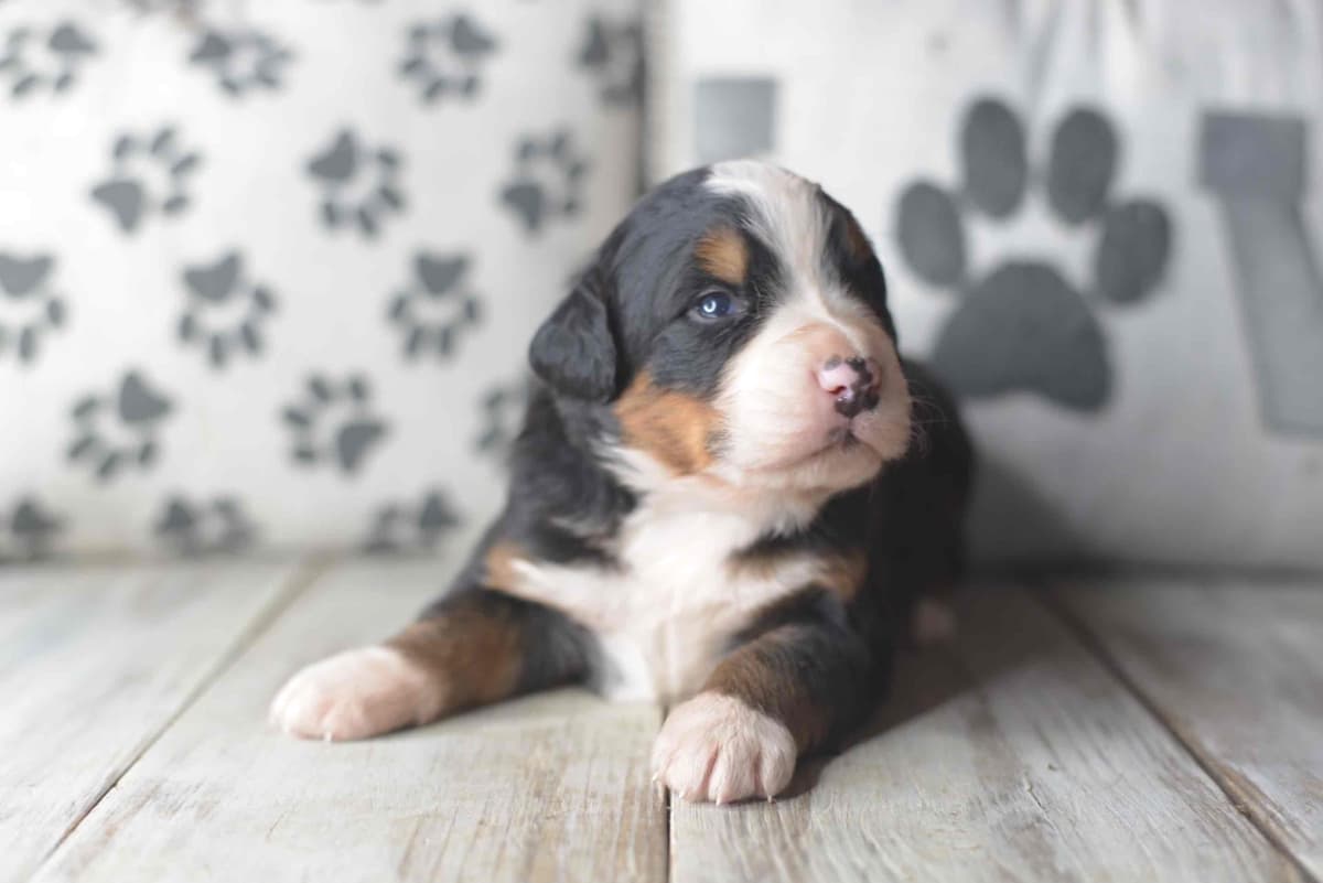 Bernese Mountain Dog Puppies breeder image 14