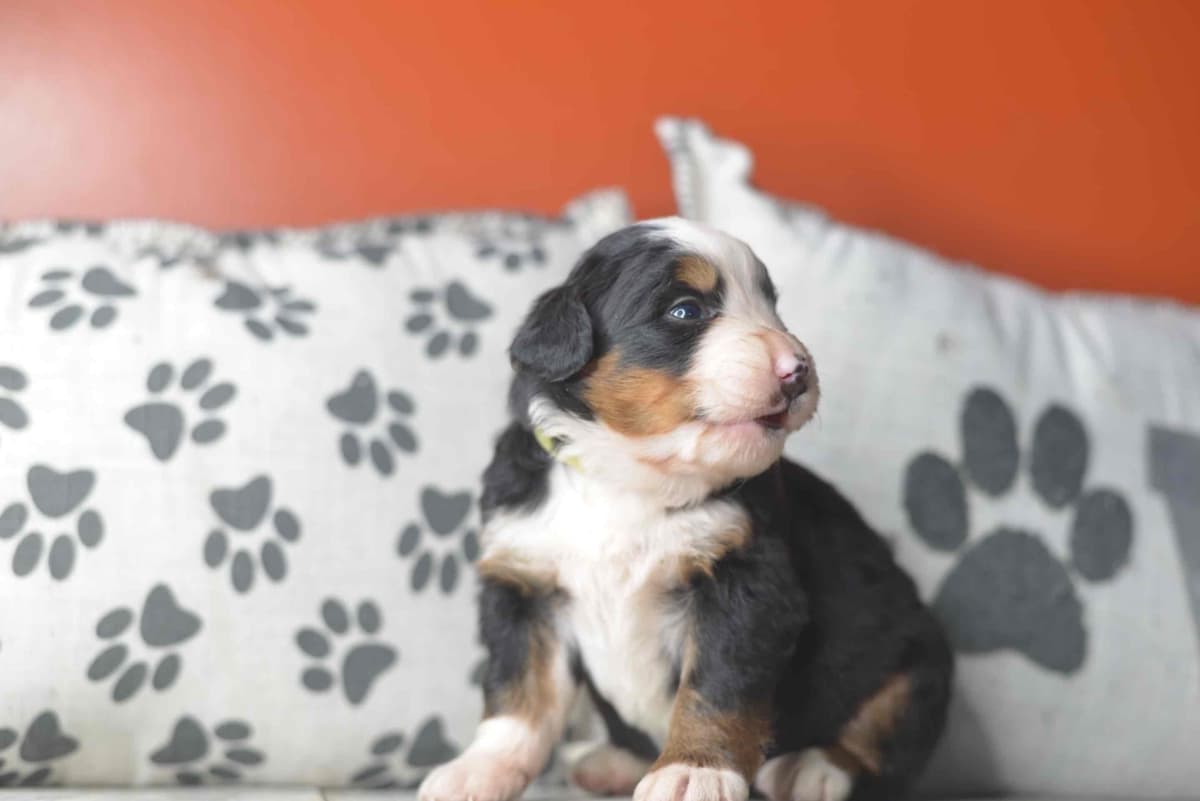 Bernese Mountain Dog Puppies breeder image 32