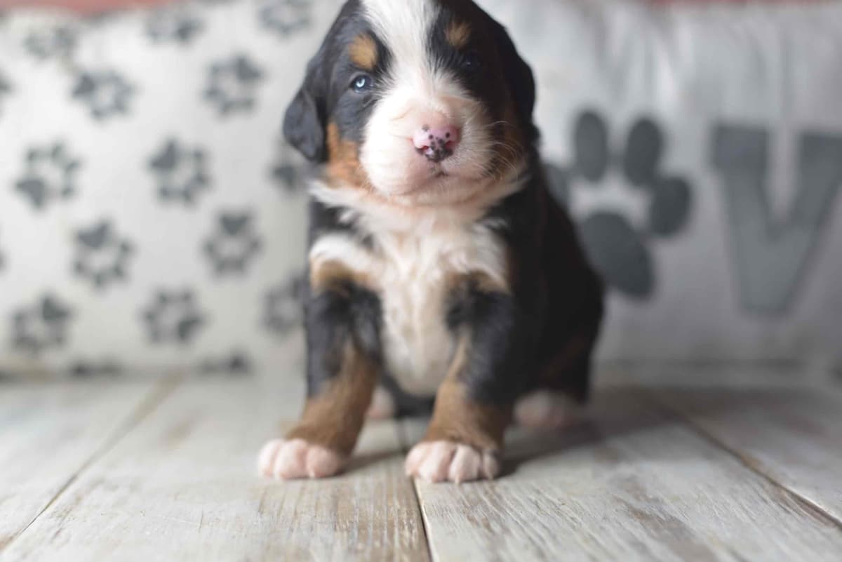 Bernese Mountain Dog Puppies breeder image 37